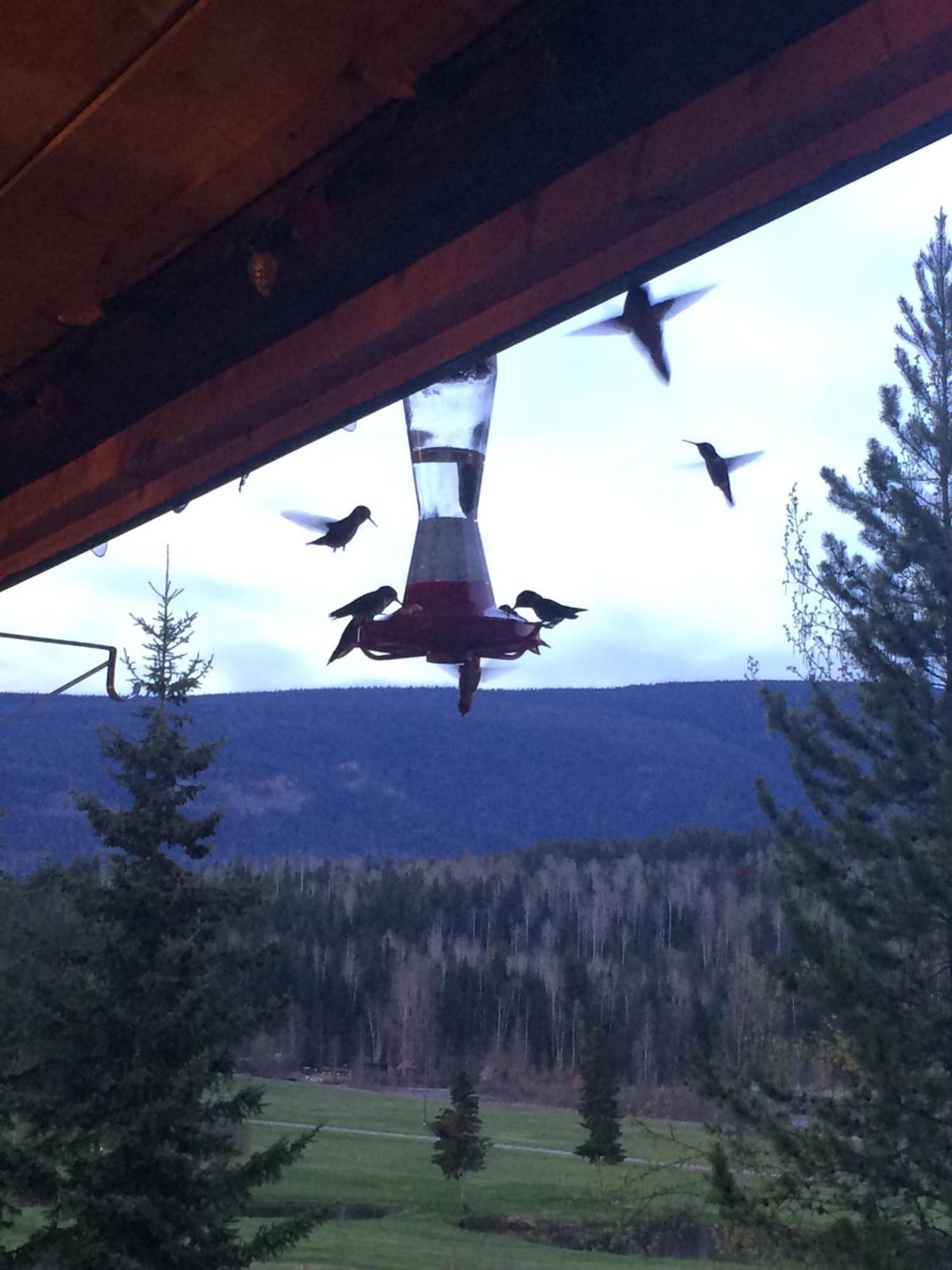 Helmcken Falls Lodge Cabin Rooms And Rv Park Clearwater Exteriér fotografie